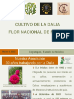 Cultivo de La Dalia, Flor Nacional de México