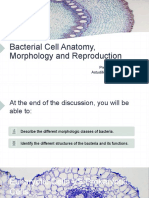 Bacterial Cell Anatomy, Morphology and Reproduction