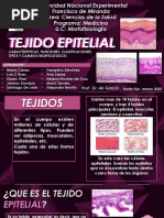 Tejido Epitelial Expo