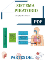 Sistema Respiratorio 