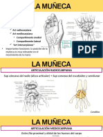 Tema 5. Movimiento Articular en Miembros Superiores (Parte III)