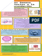 1er Semana Posterior A La Fecundación