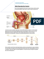 Maleand Female Reproductive System @muhammad Usama Bilal