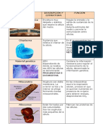 Tabla de Orgánulos 4º Eso