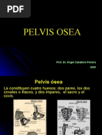 Pelvis Osea