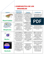 Tabla Comparativa de Los Organelo1