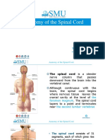 #Anatomy of The Spinal Cord