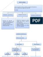 Mapa Conceptual Reino Animal-2