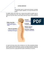 Sistema Nervioso