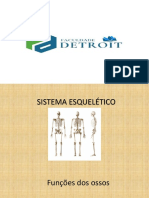 Sistema Esquelético Aula 02