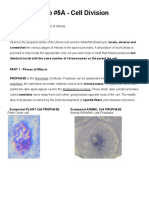 Sem3 - Lab 5 - Phases of Mitosis