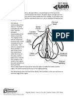 Penis and Clitoris Handout