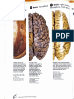 Brain Atlas