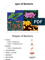 Shapes of Bacteria