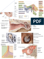 Anatomia e Fisiologia Ouvido