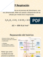 TP Respiración Corregido