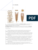 Nombre Común: Cebada: Caracteristicas