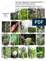 1145 Belize Epiphytic Plants of Bacalar Chico National Park