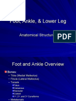 Foot Ankle Anatomy