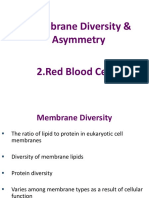 RBC Membrane