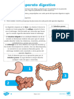 Es SC 369 Actividad de Recortar y Pegar El Aparato Digestivo - Ver - 1