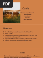 Cattle Presentation