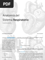 Anatomia Del Sistema Respiratorio