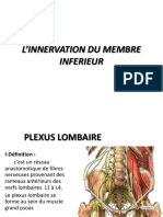 Anatomie.l'Innervation Du Membre Inferieur