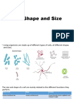 Cell Shape and Size