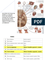 Codiro Nervio Maxilarfacial 181222