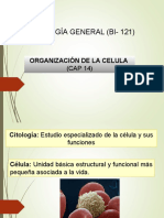 Organizacion Celular