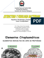 5 Estructura Bacteriana