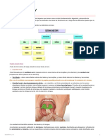 Sistema Digestivo Anatomía