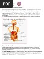 Sistema Digestivo