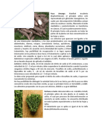 15 Plantas Medicinales