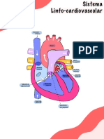 Sistema Linfo-Cardiovascular ?