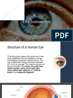 The Human Eye