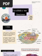 Presentación 1. Célula y Sus Funciones