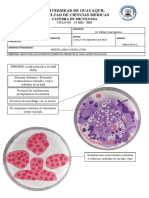 Practica 11 - Histoplasma Capsulatum y Talaromyces Marnefiee Plastilinas