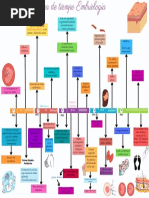 Línea Del Tiempo Embriológica
