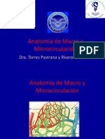 Anatomia Macro Microcirculacion Steph Torres Pastrana 2010