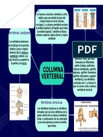 Columna Vertebral