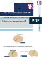 Cortezas Motora y Sensorial