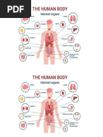 Human Body - Organs