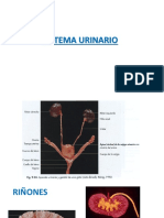 Sistema Urinario