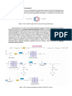 How Do Cells Synthesize Pyrimidines