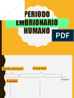 Desarrollo Embrionario Humano Primera Semana