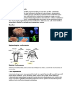 Biologi (Coelenterata) RSHFX