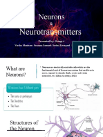 Neurons