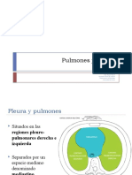 Arbol Traqueobronquial, Pulmones y Pleura